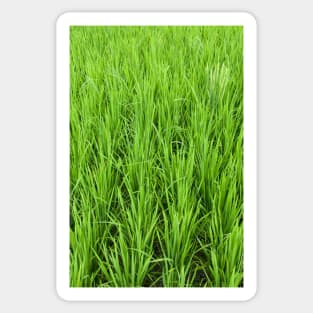 Rice Shoots Sticker